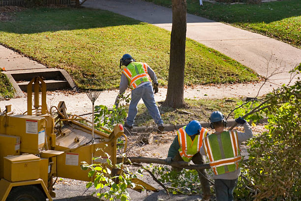 Best Tree Cutting Near Me  in Alpine, CA